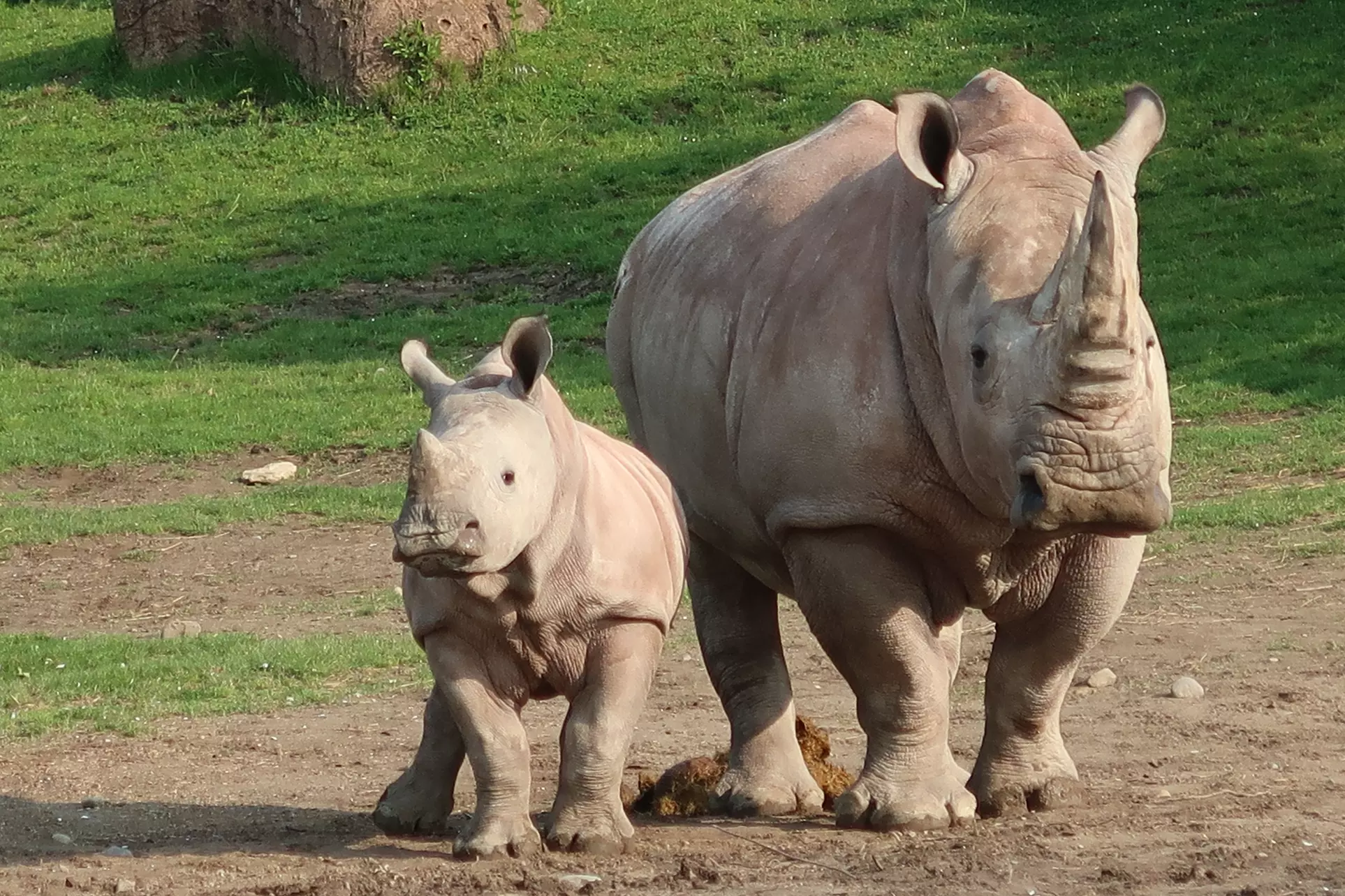 One- or Two-Year Membership at Toronto Zoo (Up to 20% Off). 16 Options Available. - Second Medium