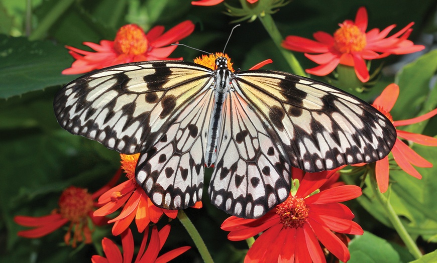 Butterfly World in Coconut Creek, FL Groupon