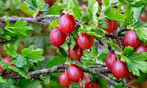  Gooseberry Collection – 2 or 4 Potted Plants 