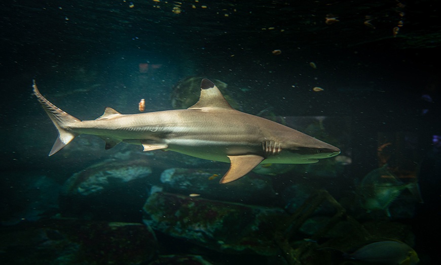 Image 2: Entrée à l'Aquarium d'Amneville