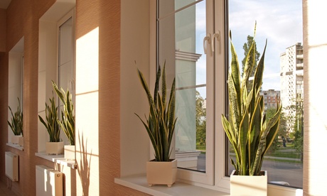 1 o 2 piante XL di Sansevieria, disponibili in 3 tipologie