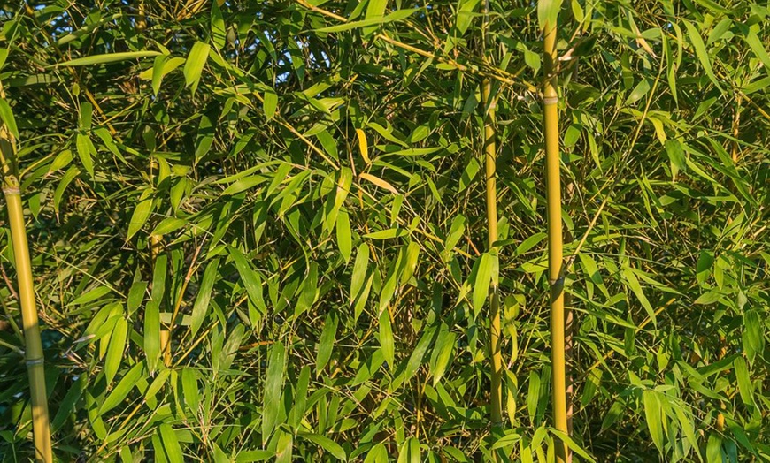 Image 1: Potted Bamboo Plants in 3-litre Pots