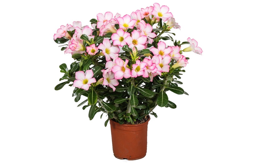 Image 8: 1 of 2 "Adenium" woestijnroos planten