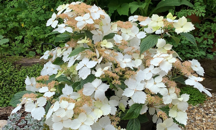 Image 6: One or Two Hydrangea Cloud Nine Plants