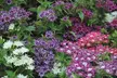 15 or 30 Phlox Pop Stars Plug Plants - Image 2