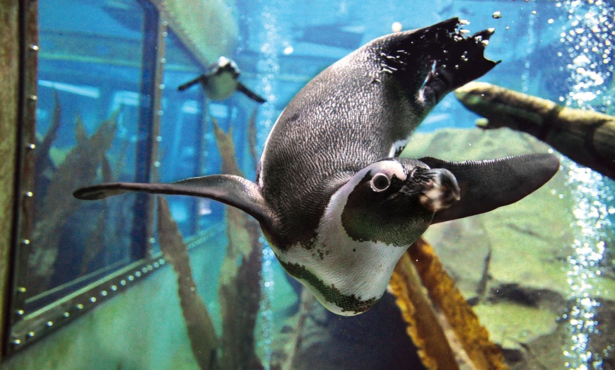 Image 1: Tagesticket für Erlebnis-Zoo Hannover