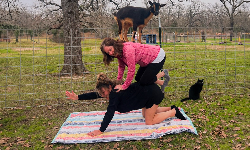 Image 3: 1 Public Session of Goat Yoga or 1-Hour Private Event-Up to 30 People