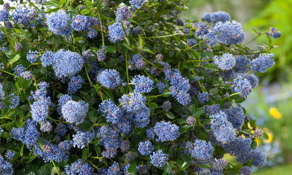 1 o 2 plantas de Ceanothus Thyrsiflorus Repens de 60-70 cm - Primary Image