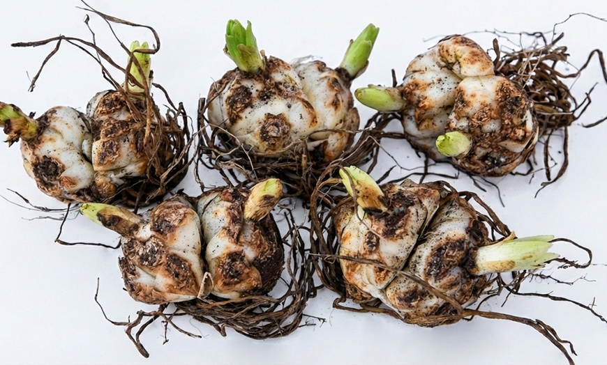 Image 4: 5, 10 or 20 Lily Black Jewel Bulbs 