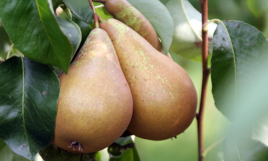 Image 8: Pot-Grown Pillar Fruit Trees