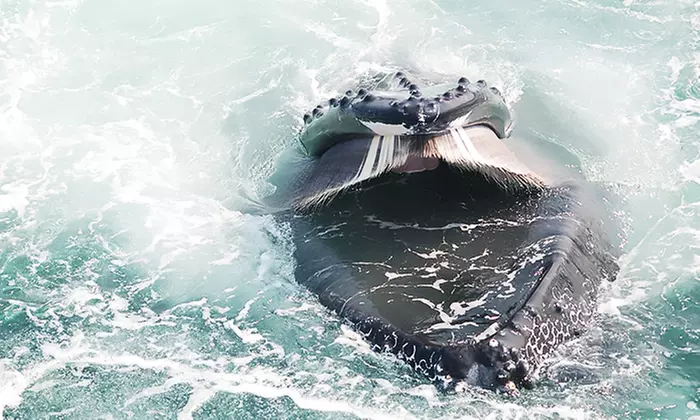Experience Majestic Whale Watching Guided by a Marine Biologist and Save Up to 30%! - Second Medium