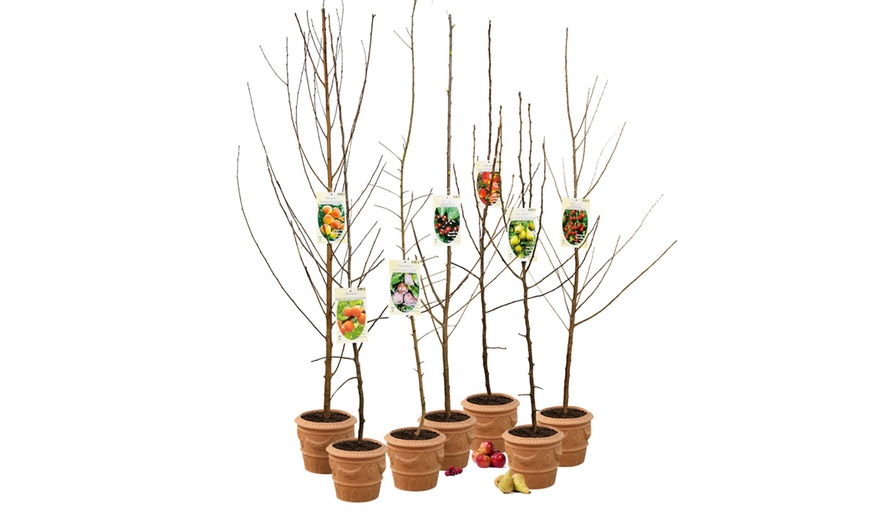 Image 11: Set di 5 alberi da frutta 