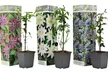 1x oder 2x 3er-Mix-Set Passionsblumen - Second Medium