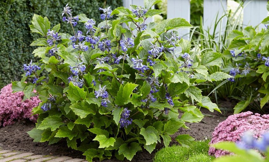 Image 1:  Clematis All Seasons Collection 7cm potted Plants