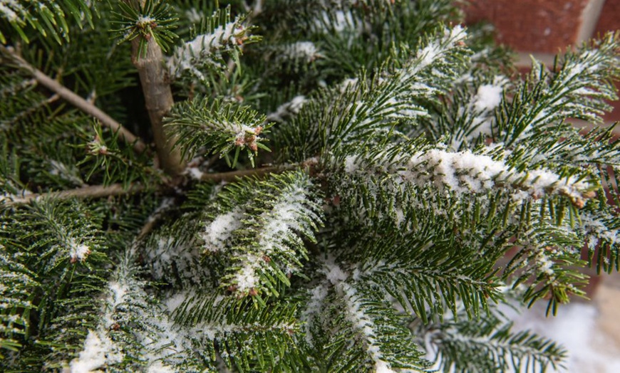 Image 2: Fir Tree - Abies Nordmanniana - 1, 2 or 3 Plants