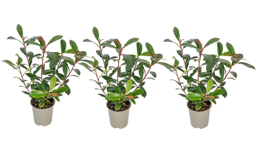 Image 7: Set di Piante Photinia, Foglie Rosse