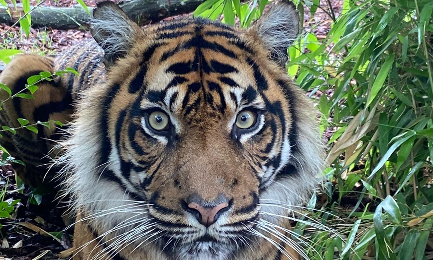 Image 10: Plongez dans la faune et la flore luxuriante du Zoo de Maubeuge