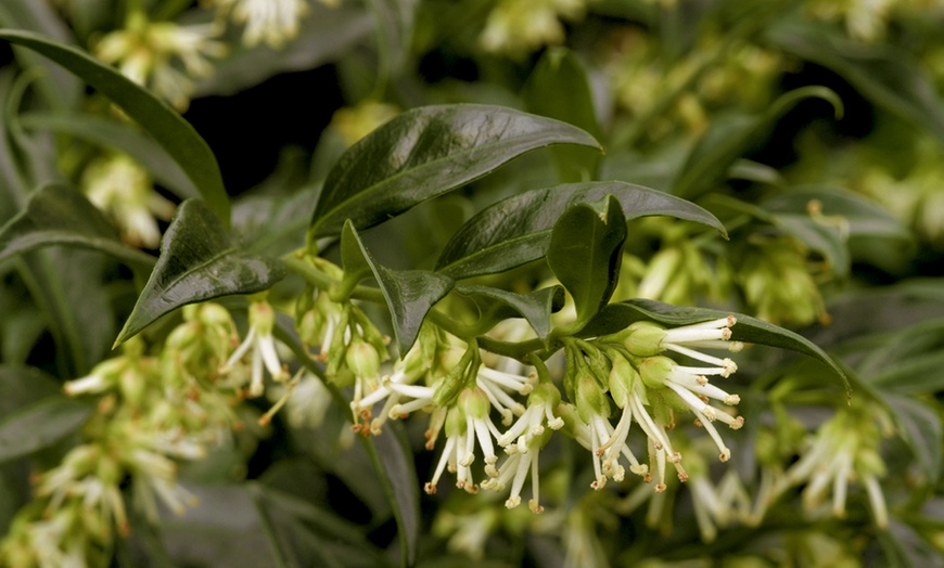 Image 1: Scented Winter Box Sarcococca confusa Up to 4 Potted Plants