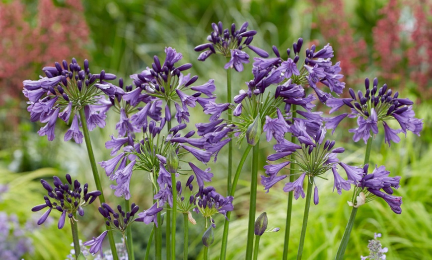 Image 1: Two or Four Summer-Flowering Agapanthus Duo Plants 9cm