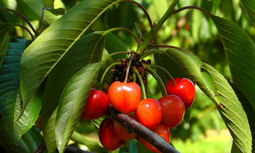 Image 3: Set van 3 fruitbomen