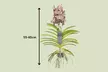Orquídeas Vanda XL Rootz - Second Medium