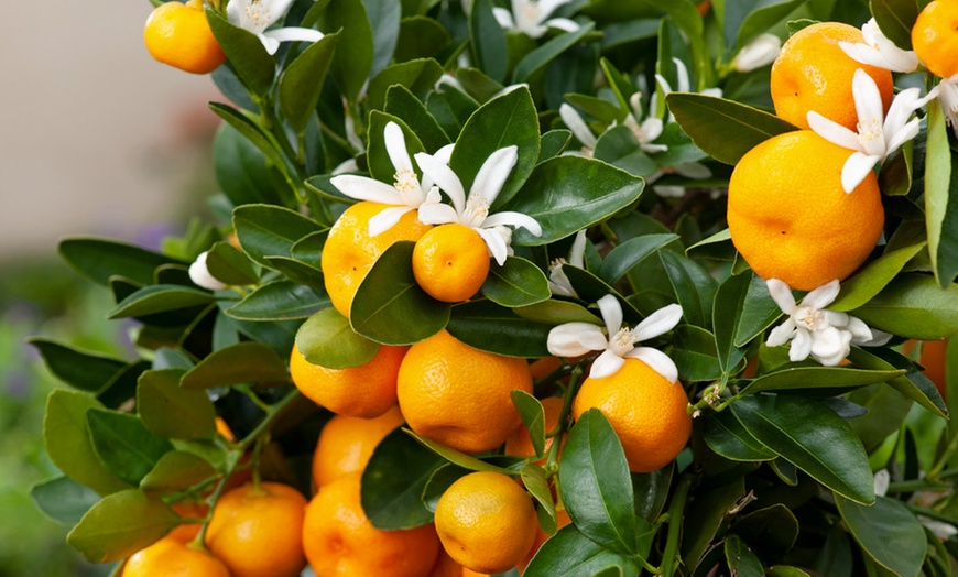 Image 5: Mini agrume ornemental "Citrus Calamondin" 55-65 cm