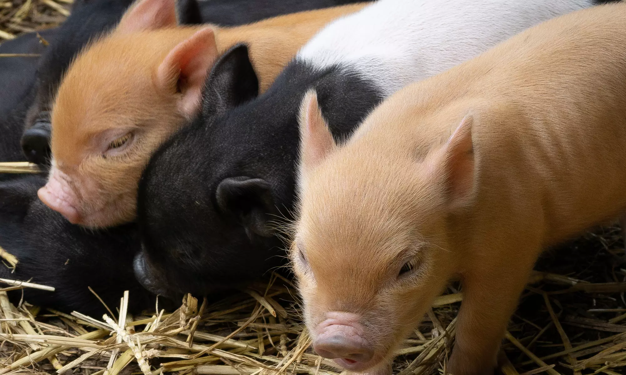 Pet and Play for Up to Four or Pig Enthusiast Experience for One or Two at Kew Little Pigs - Primary Image