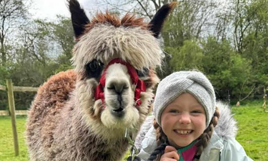 Image 9: Enjoy a Fun Farm Walk and Alpaca Meet for One, Two, or Four People