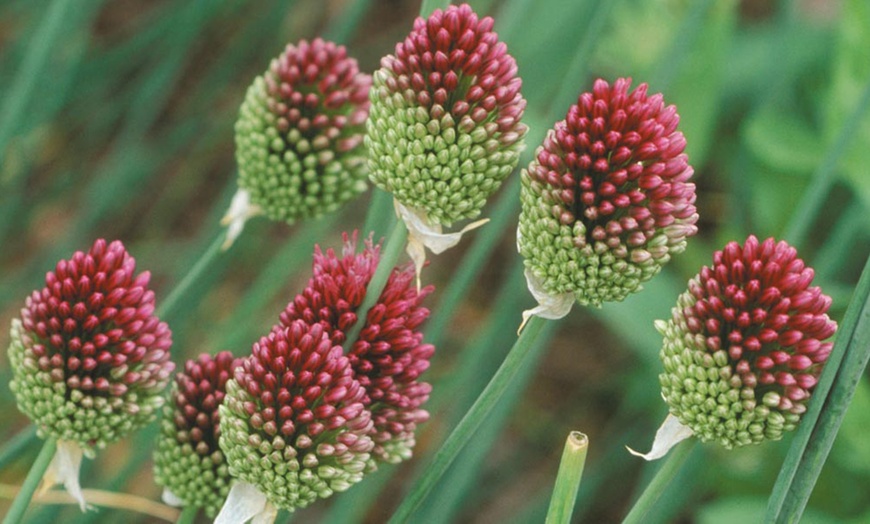 Image 2: Lot de bulbes à floraison d'été