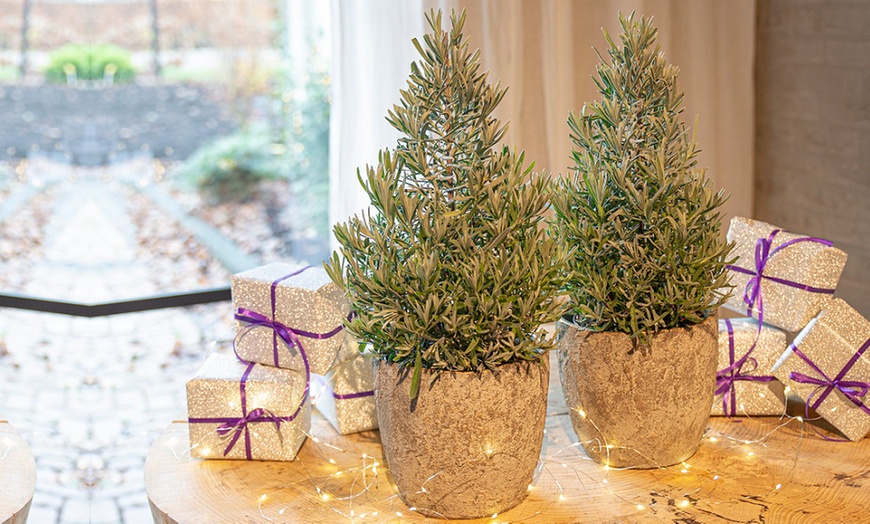 Image 1: Festive Rosemary or Lavender Christmas Tree - 1 or 2 Potted Plants