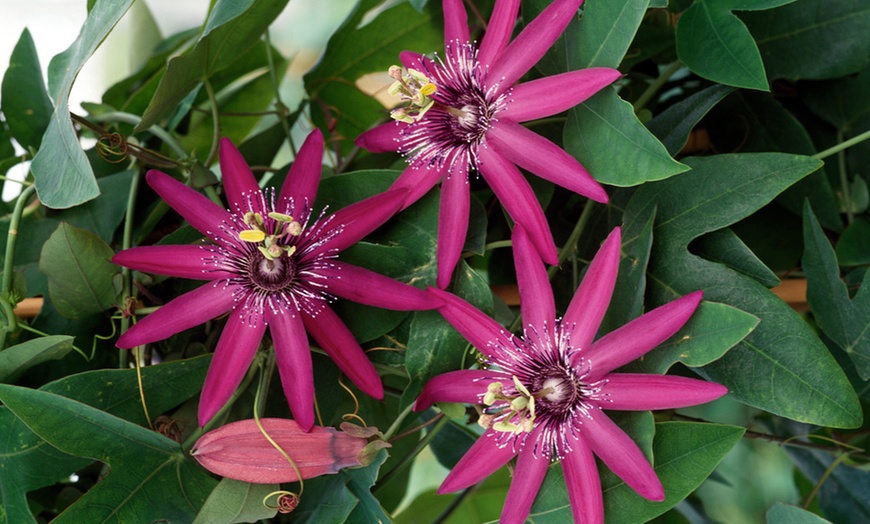 Image 6: 3 o 6 piante di Passiflora 