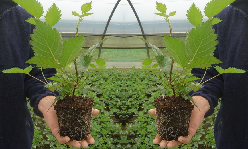 Image 8: Blackberry Fruit Plants - 4 Varieties