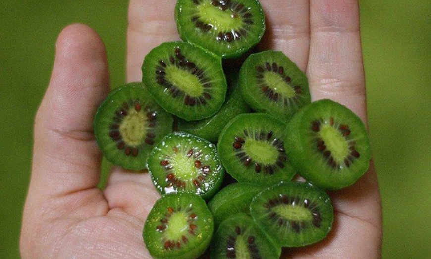 Image 3: Potted Kiwi Berry Plant