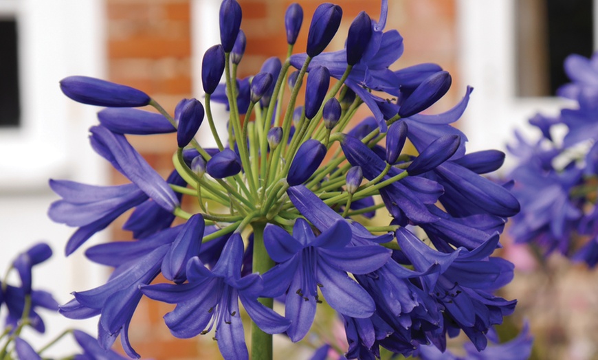 Image 5: Potted Agapanthus Plants – 7 different Varieties
