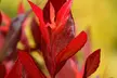 One or Two XL Leucothoe ‘Little Flames’ Shrubs - Image 2