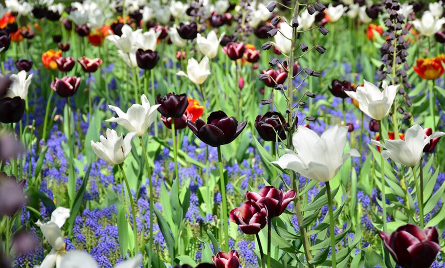 Image 4: Tulip Cafe Noir - Up to 30 Spring Bulbs
