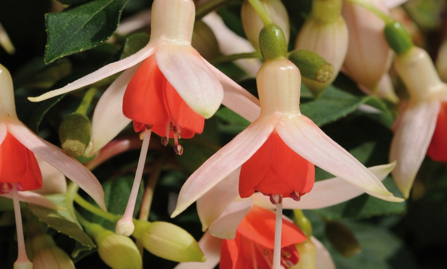 Image 2:  5, 10 or 15 Fuchsia 'Mandarin Cream' Jumbo Plug Plants