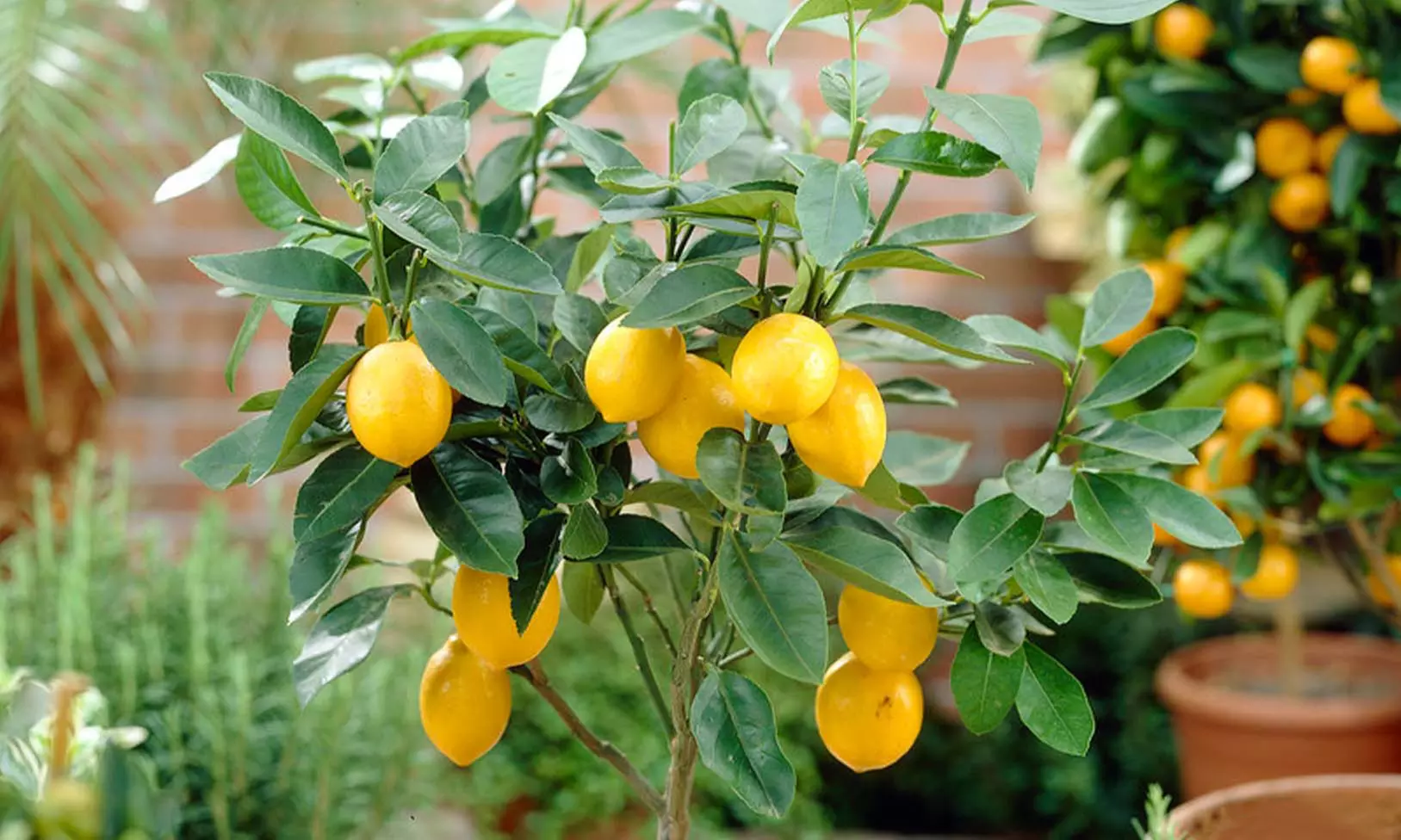 1x oder 2x Zitruspflanze: Calamondinorange, Zitrone oder Kumquat