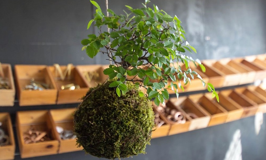 Image 2: Moss Ball Bonsai Tree