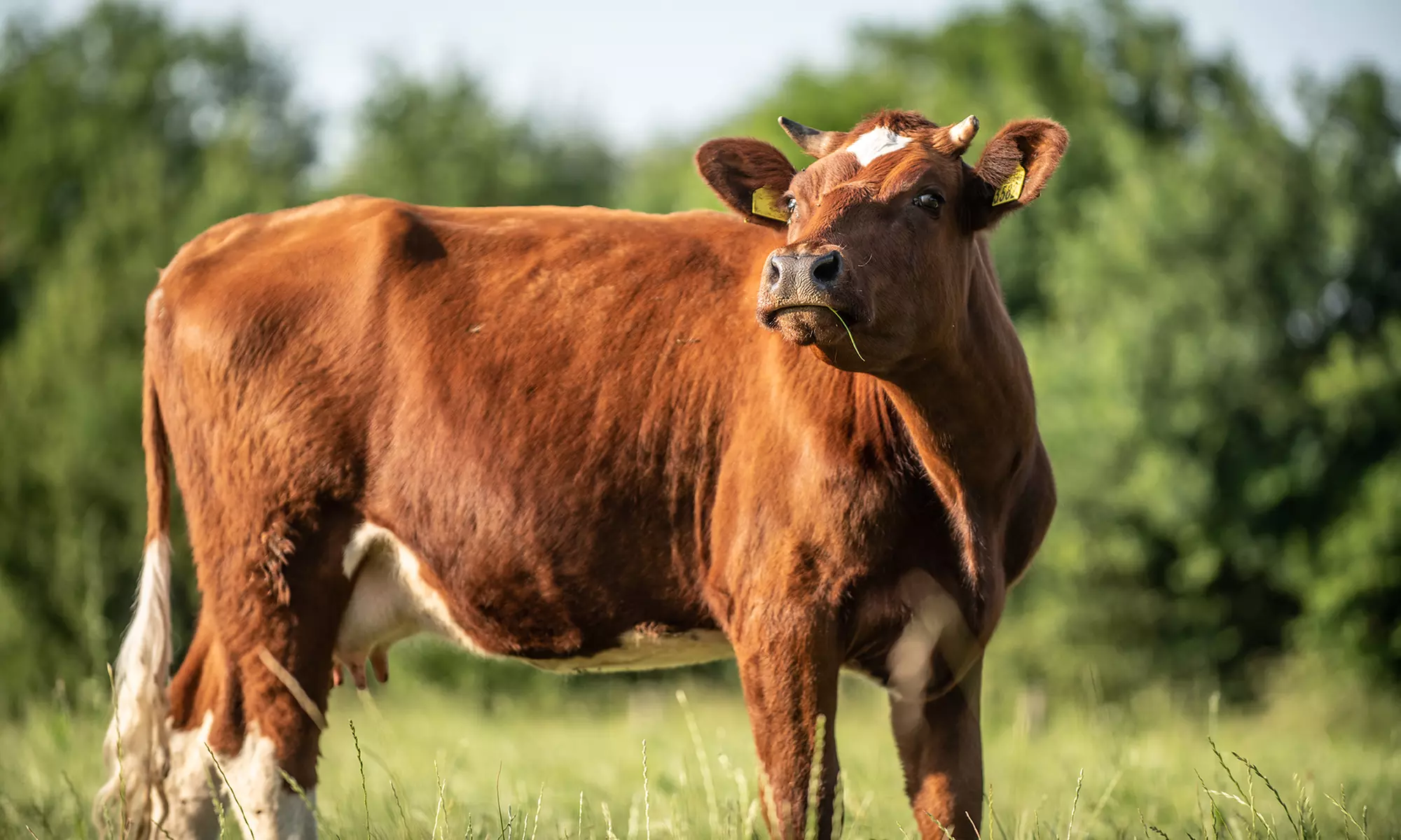 Twente: Safari Lodge-tent XL of Sterrenkubus met ontbijt