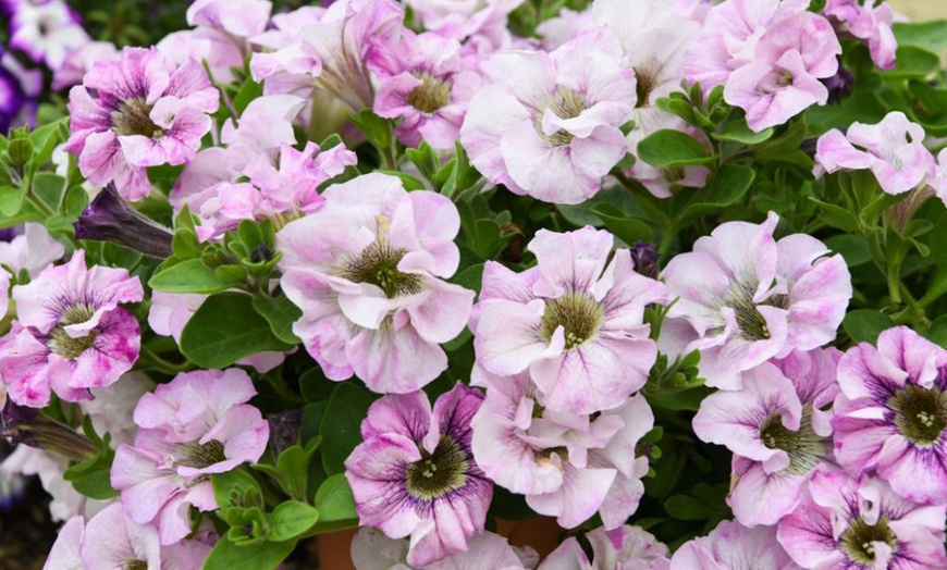 Petunia 'Bridal Blush' - 5, 10 or 20 Plants | Groupon