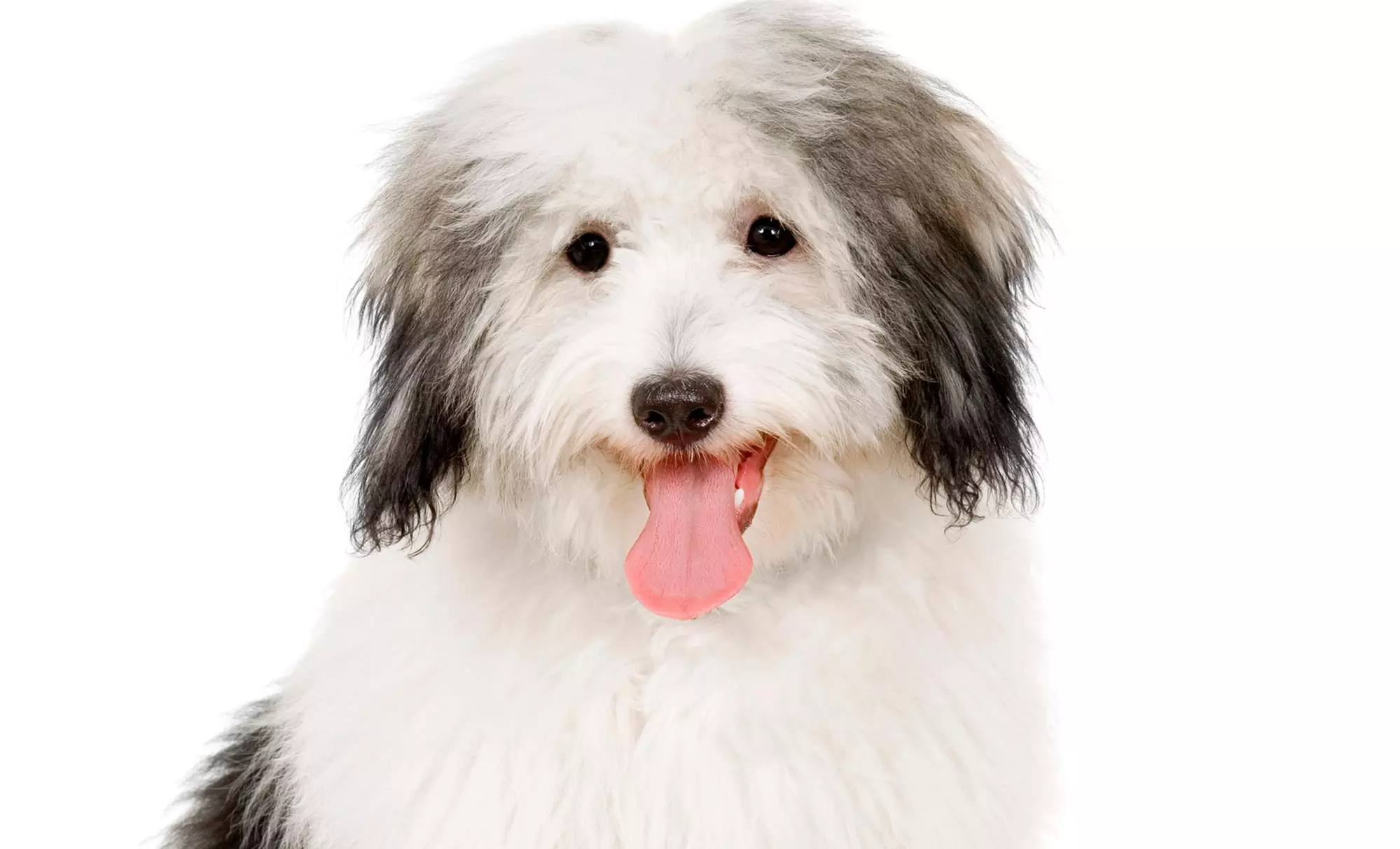 Up to 20% Off at What The Pup Grooming  - Primary Image