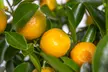 1x oder 2x Zitruspflanze XL: Calamondinorange, Zitrone oder Kumquat - Second Medium