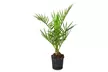 1 ou 2 palmiers dattiers Phoenix "Canariensis", hauteur de 50-60 cm ou 65-85 cm à la livraison, au choix - Second Medium
