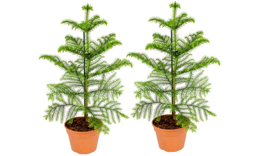 Image 2: Norfolk Island Pine Christmas