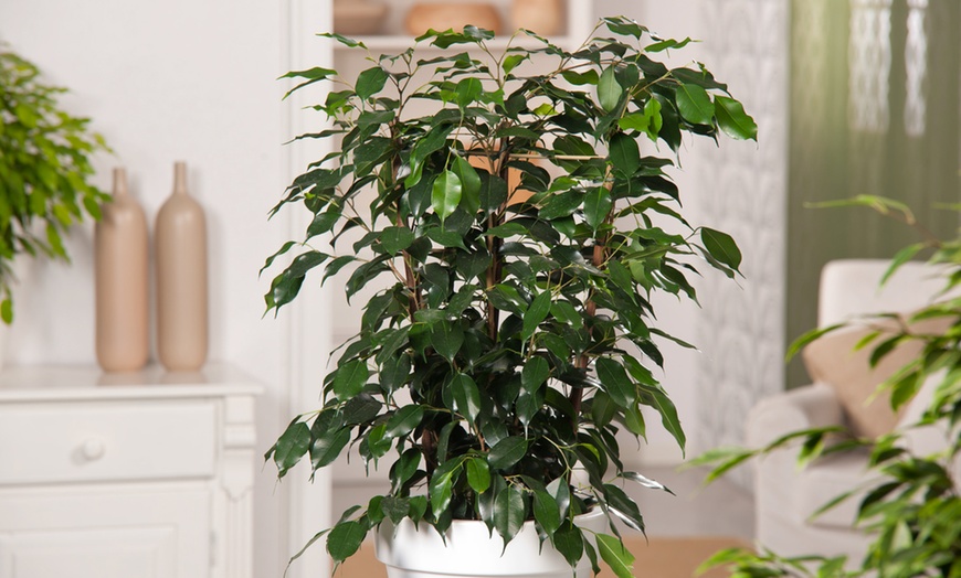 Image 6: Plant de ficus