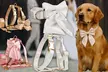 Flex your pet’s personality with comfortable and cool collars designed just for them! (Up to 71% off) - Second Medium