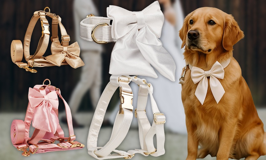 Image 4: Grab paw-some Custom Pet Collars for your furry buddies