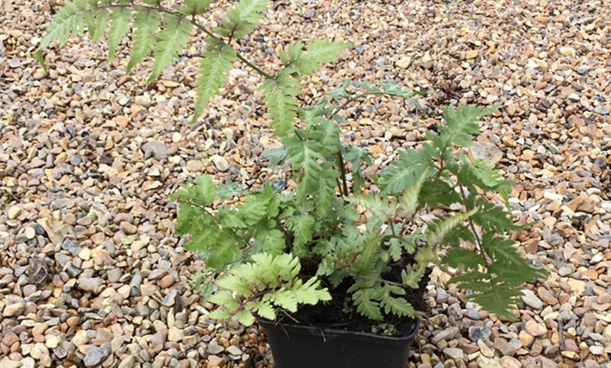 Image 3: Mixed Hardy Fern Collection 9cm
