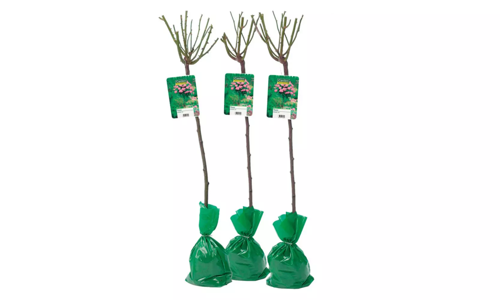 Semis de buissons de roses XXL dans divers coloris